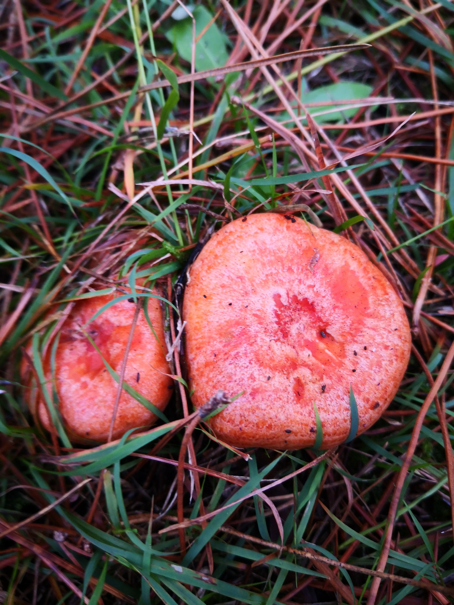 Mushroom foraging: 5 edible fungi in South Africa